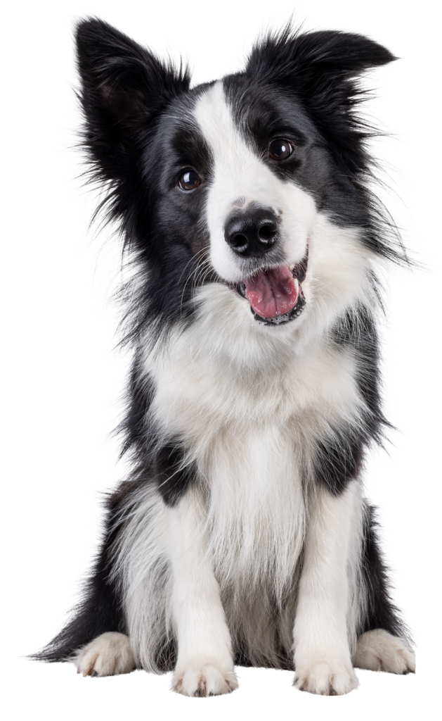 Contact Me puppy Contact Me Puppy